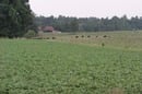 Cows in a North Carolina field