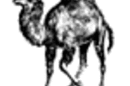 Perl