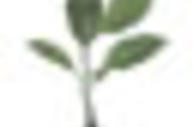 Tree_SM