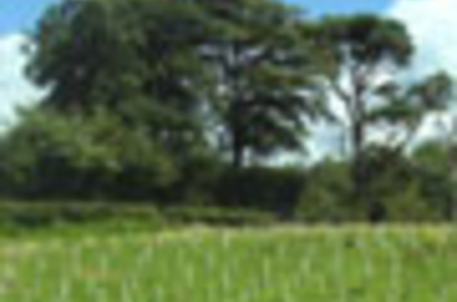 Toshiba_trees_SM
