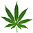 Cannabis leaf