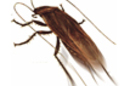 cockroach