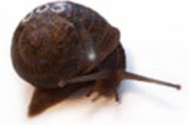 RFID_snail_SM