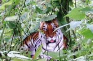 The faked tiger photo