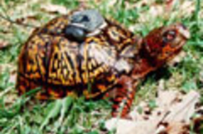 GPS_turtle_SM