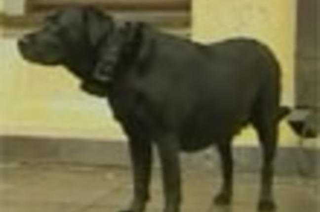 Putin_dog_SM