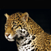 Jaguar 75x75