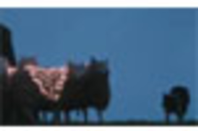 samsung_sheep_SM