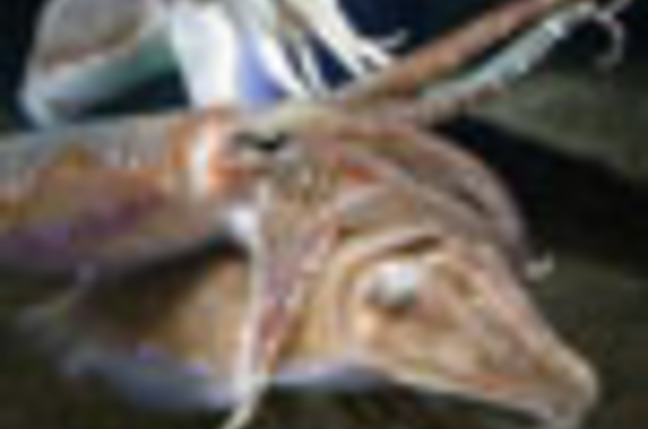 Cuttlefish_SM