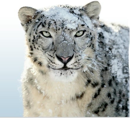snow leopard mac os. Snow Leopard: the World#39;s most