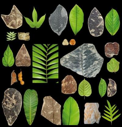 Paleocene fossil leaves look similar to those from modern rainforests. Credit: PNAS