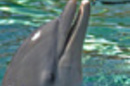 Panasonic Toughbook Dolphin
