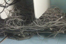 Big, big knot of Cat 5 cables