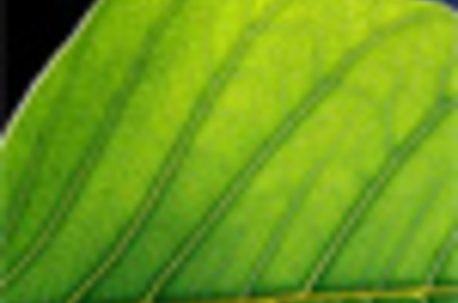 Leaf