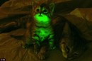glow in the dark cat could cure aids