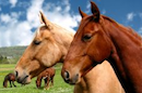 Horses in a field