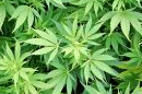 Cannabis leaves