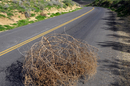 Tumbleweed via Shutterstock