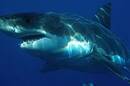 Great white shark