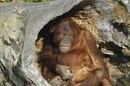 Orangutan at Chester Zoo