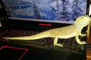 A Bearded Dragon on an Alienware MX18