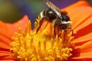 A bee covered with pollen on a flower