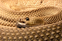 Rattlesnake