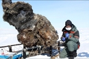 The carcass of a frozen mammoth