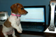 Puppy playing by computer
