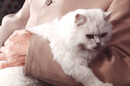 Blofeld's white cat