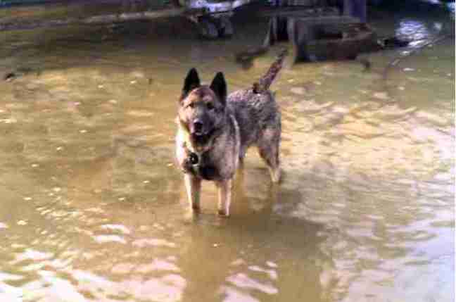 German shepherd guard dog standing in flood water