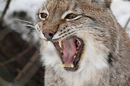 Roaring lynx