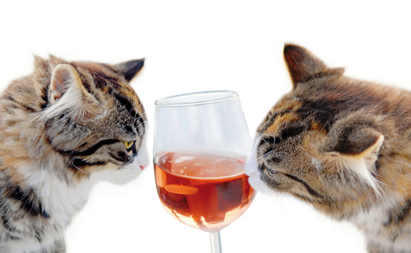 Japanese Pussies Slurp Meow Meow Sex Wine The Register