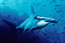 Hammerhead