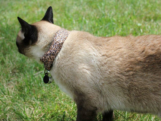 Coco with WarKitteh collar