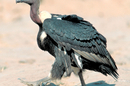 Vulture with white rump