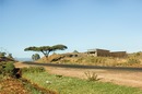 Beautiful landscape picture of Kenya, with a man cycling past an acacia tree against a yellow sandy background