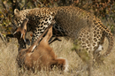 Leopard kill
