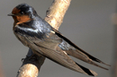 Swallow