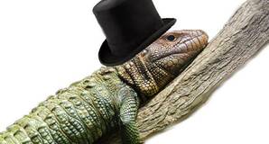 LIZARD WEARING A TOP HAT SITS ON A BRANCH.  Brett Weinstein pic - ALTERED BY JUDE KARABUS - licensed under  CC 3.0 
