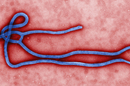 Ebola virus virion