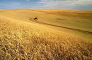 wheat_harvest_648
