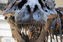 Trex skull