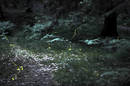Fireflies