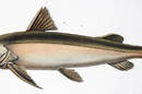 Dorado_or_amazonian_catfish
