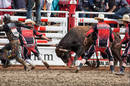 Calgary_Stampede