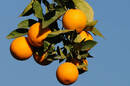 Oranges