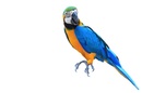 Blue Macaw parrot, aka a Norwegian Blue Pining for the Fjords