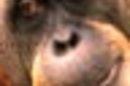 Ape
