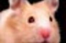 Hamster